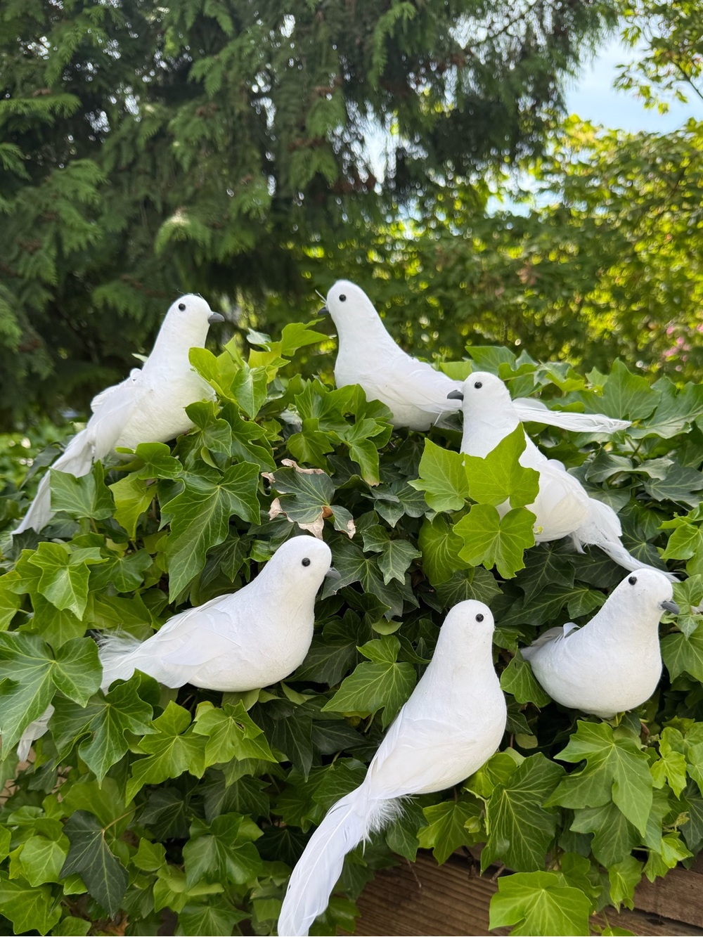 6 ♥️ TURTLE DOVES 🕊️- Decor Display Weddings, graduations, birth announcements